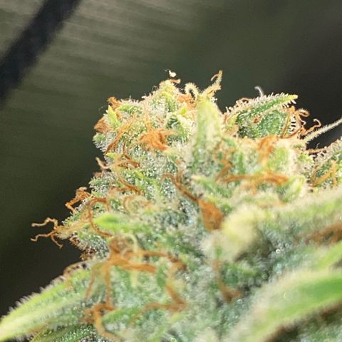 Skunk Hero RbX1 growlog timeline photo