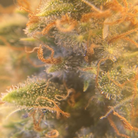 Skunk Hero RbX1 growlog timeline photo