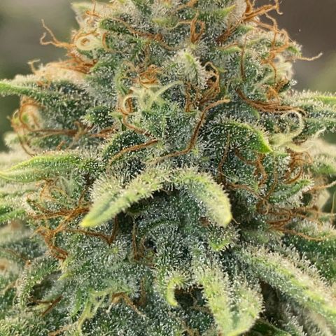 Skunk Hero RbX1 growlog timeline photo