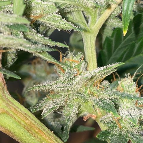 Skunk Hero RbX1 growlog timeline photo