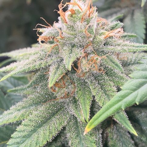 Skunk Hero RbX1 growlog timeline photo