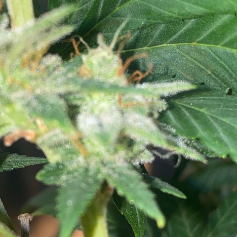 Skunk Hero RbX1 growlog timeline photo