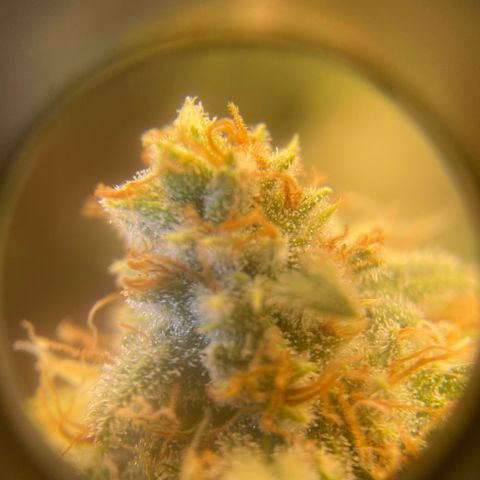 Skunk Hero RbX1 growlog timeline photo