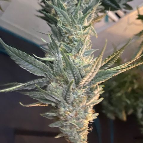 Skunk Hero RbX1 growlog timeline photo