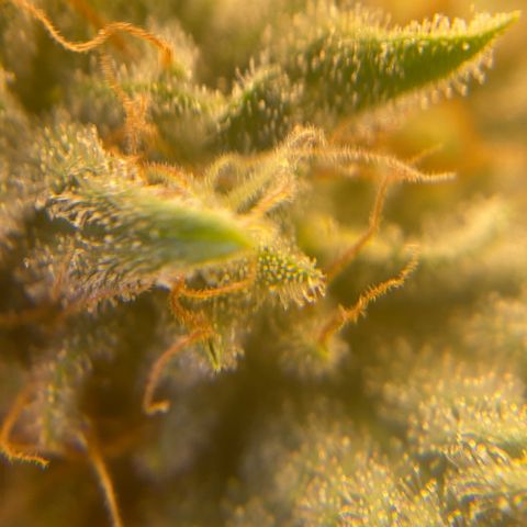 Skunk Hero RbX1 growlog timeline photo