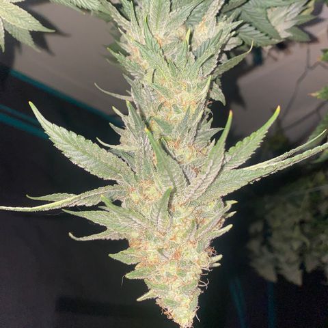 Skunk Hero RbX1 growlog timeline photo