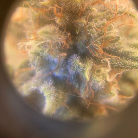 Skunk Hero RbX1 growlog timeline photo