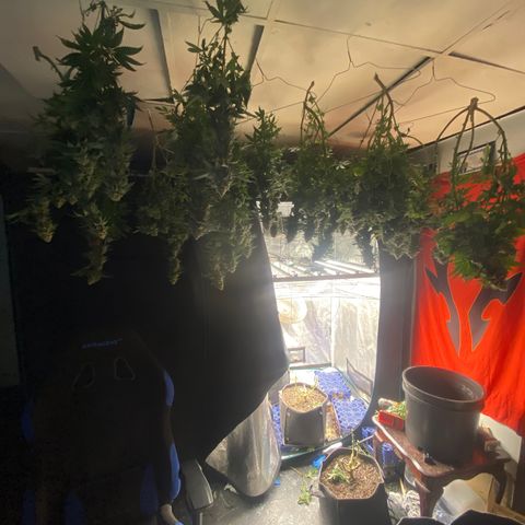 Skunk Hero RbX1 growlog timeline photo