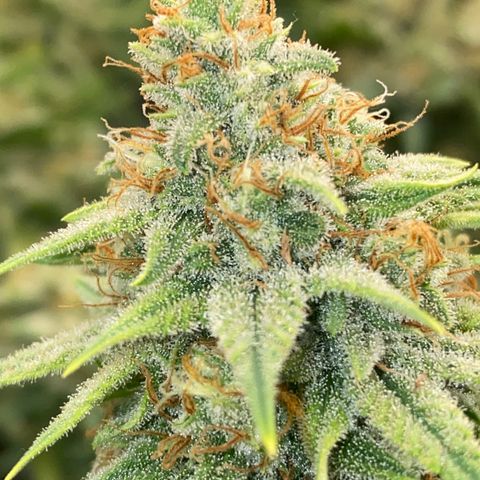 Skunk Hero RbX1 growlog timeline photo