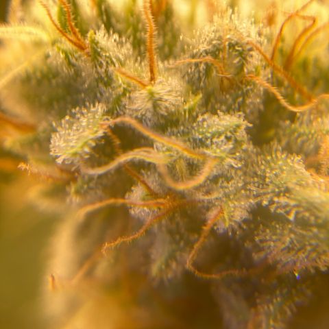 Skunk Hero RbX1 growlog timeline photo