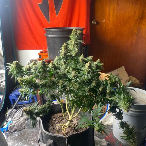 Skunk Hero RbX1 growlog timeline photo