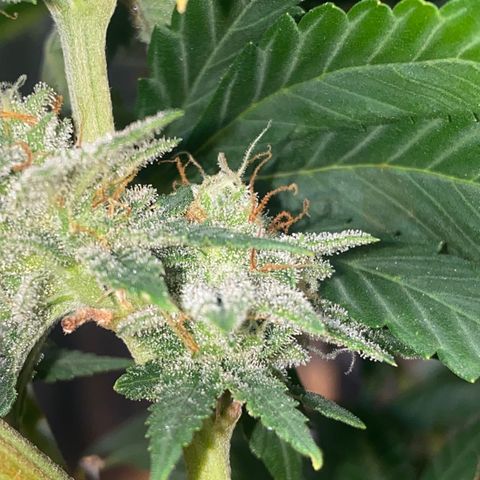Skunk Hero RbX1 growlog timeline photo