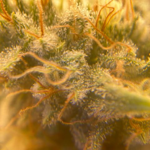Skunk Hero RbX1 growlog timeline photo