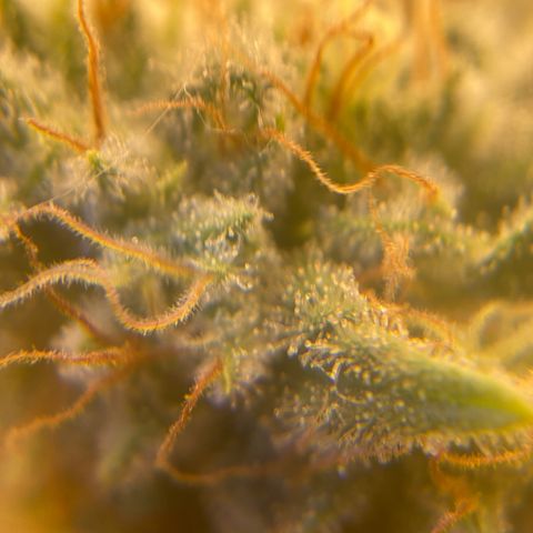 Skunk Hero RbX1 growlog timeline photo