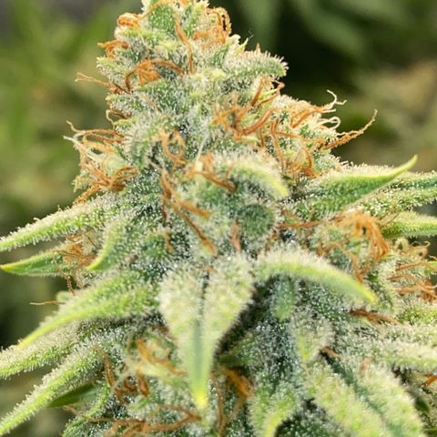Skunk Hero RbX1 growlog timeline photo