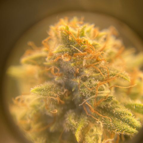 Skunk Hero RbX1 growlog timeline photo