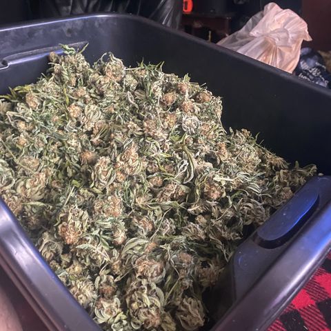 Skunk Hero RbX1 growlog timeline photo