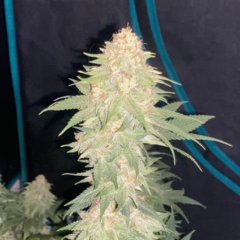 Skunk Hero RbX1 growlog timeline photo