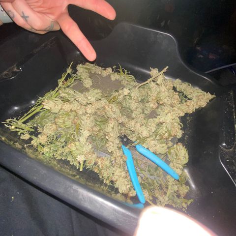 Skunk Hero RbX1 growlog timeline photo