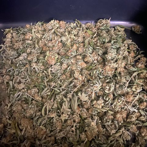 Skunk Hero RbX1 growlog timeline photo