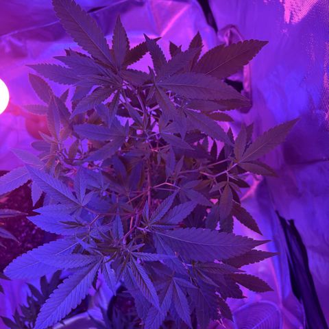 Sundea Driver  #1 growlog timeline photo