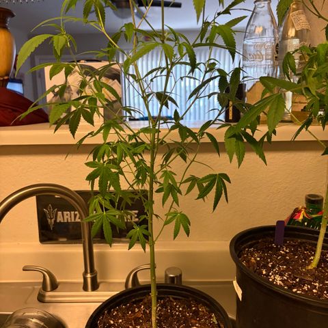Sundea Driver  #1 growlog photo:  Second week into feed, I gave it 1/8 of floral micro 1/4 teaspoon of floor grow and 1/8 of flora bloom and 1/4 stash blend.
