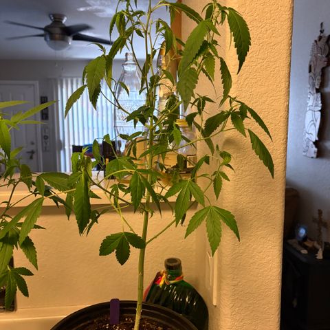 Sundea Driver  #1 growlog photo:  Second week into feed, I gave it 1/8 of floral micro 1/4 teaspoon of floor grow and 1/8 of flora bloom and 1/4 stash blend.