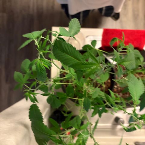 Sundea Driver  #1 growlog photo:  Second week into feed, I gave it 1/8 of floral micro 1/4 teaspoon of floor grow and 1/8 of flora bloom and 1/4 stash blend.