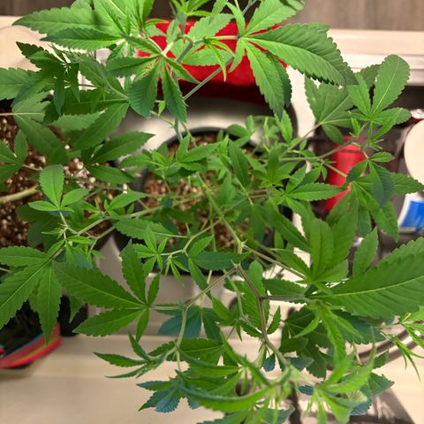 Sundea Driver  #1 growlog photo:  Second week into feed, I gave it 1/8 of floral micro 1/4 teaspoon of floor grow and 1/8 of flora bloom and 1/4 stash blend.