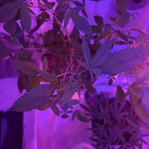 Sundea Driver  #1 growlog photo:  Week four of vegetation I gave it 1 teaspoon of stash blend and I gave it one and 1/4 teaspoon of floral micro . and I also gave it the floor broom bloom, and the floor grow.
