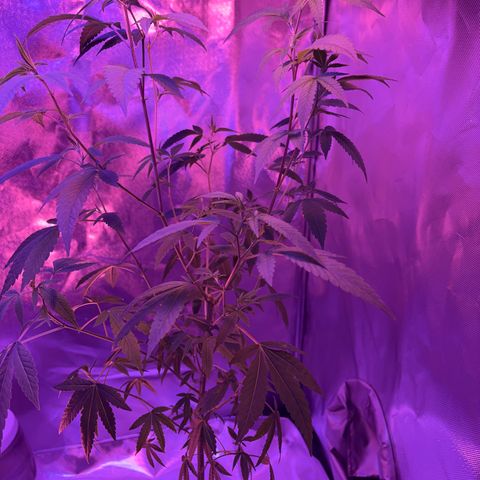 Sundea Driver  #1 growlog photo:  Week four of vegetation I gave it 1 teaspoon of stash blend and I gave it one and 1/4 teaspoon of floral micro . and I also gave it the floor broom bloom, and the floor grow.
