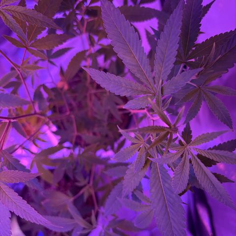 Sundea Driver  #1 growlog photo:  Week four of vegetation I gave it 1 teaspoon of stash blend and I gave it one and 1/4 teaspoon of floral micro . and I also gave it the floor broom bloom, and the floor grow.
