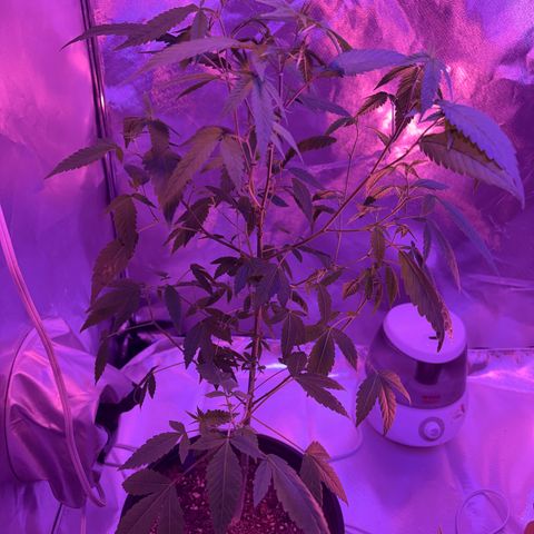 Sundea Driver  #1 growlog photo:  Week four of vegetation I gave it 1 teaspoon of stash blend and I gave it one and 1/4 teaspoon of floral micro . and I also gave it the floor broom bloom, and the floor grow.
