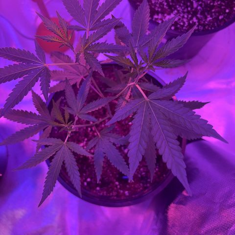 Sundea Driver  #1 growlog photo:  This is my Havelina Hayes, which is a 50-50 hybrid. It is the brown label with HH on it. And the illuminati is a Indica and that is the one with  the blue label. This is their second week of veg and now I am going to lollipop them and start learning how to canopy them. And in two more days, it will be their third feeding. So on June 19, I will feed it.