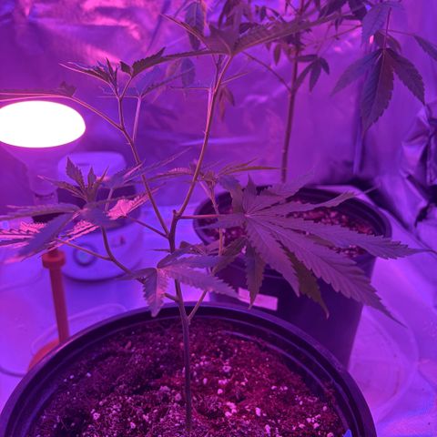 Sundea Driver  #1 growlog photo:  This is my Havelina Hayes, which is a 50-50 hybrid. It is the brown label with HH on it. And the illuminati is a Indica and that is the one with  the blue label. This is their second week of veg and now I am going to lollipop them and start learning how to canopy them. And in two more days, it will be their third feeding. So on June 19, I will feed it.