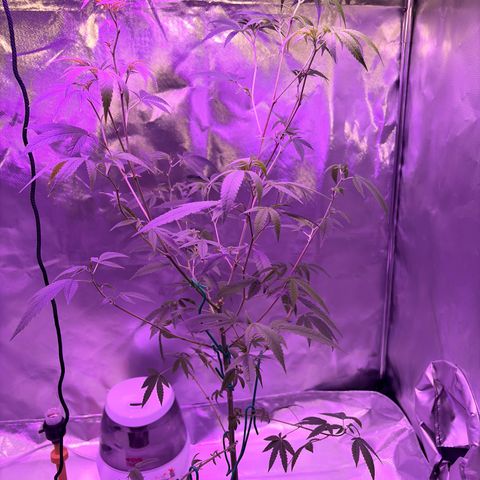 Sundea Driver  #1 growlog timeline photo