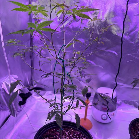 Sundea Driver  #1 growlog timeline photo