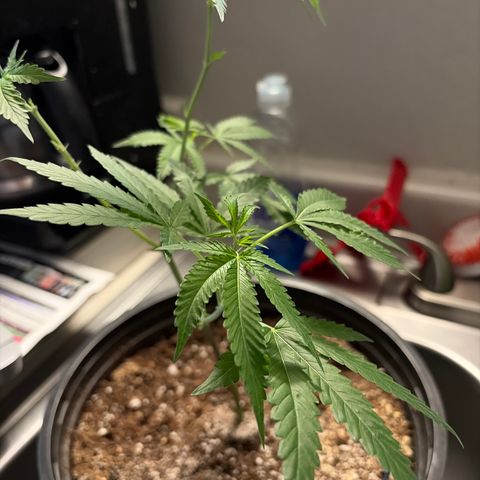 Sundea Driver  #1 growlog photo:  Today will be the first week of early bloom. I am going medium feed with General hydroponics I just gave it 4.7 mL of micro 3.8 mL of grow 6.6 mL of bloom 1.9 mL of cow mag and 1.0 L of cool bloom .
