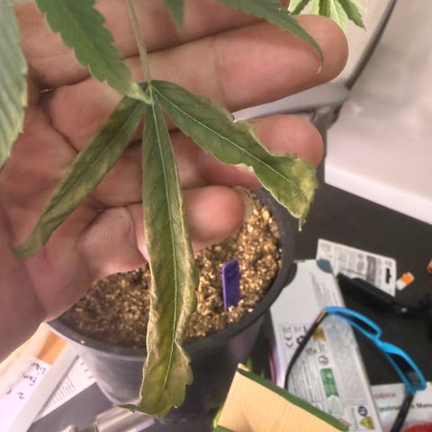Sundea Driver  #1 growlog timeline photo