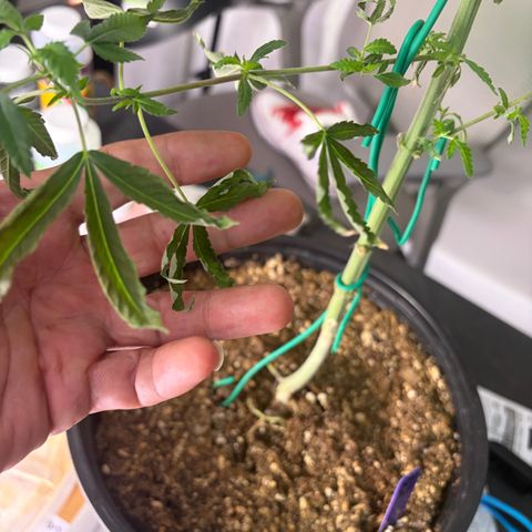 Sundea Driver  #1 growlog timeline photo