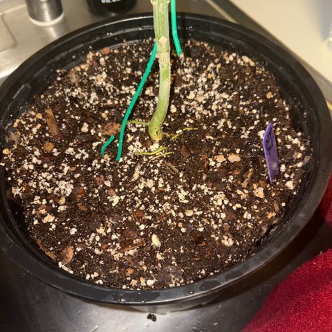 Sundea Driver  #1 growlog timeline photo