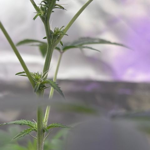 Sundea Driver  #1 growlog timeline photo