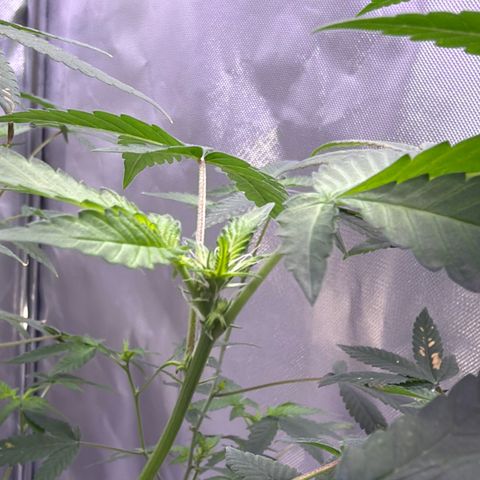 Sundea Driver  #1 growlog timeline photo