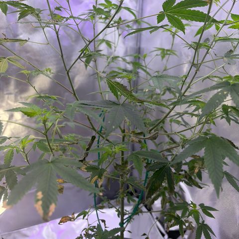 Sundea Driver  #1 growlog timeline photo