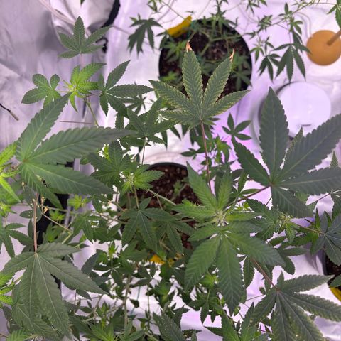 Sundea Driver  #1 growlog timeline photo