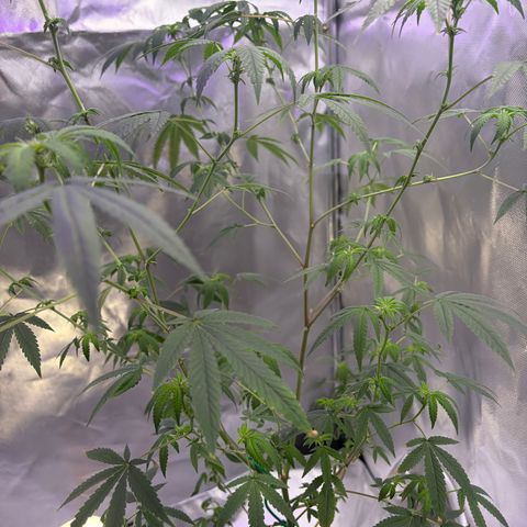 Sundea Driver  #1 growlog timeline photo