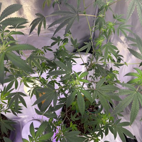 Sundea Driver  #1 growlog timeline photo