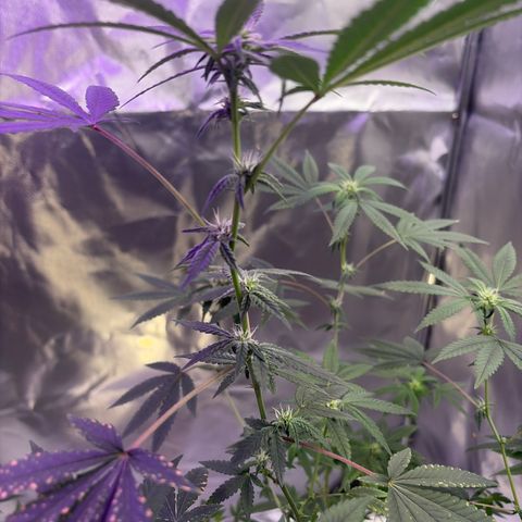 Sundea Driver  #1 growlog photo:  Tomorrow I have to feed him. They are in the Fourth week of Bloom.