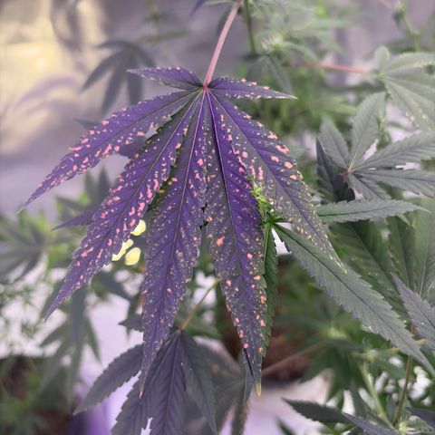 Sundea Driver  #1 growlog photo:  Tomorrow I have to feed him. They are in the Fourth week of Bloom.