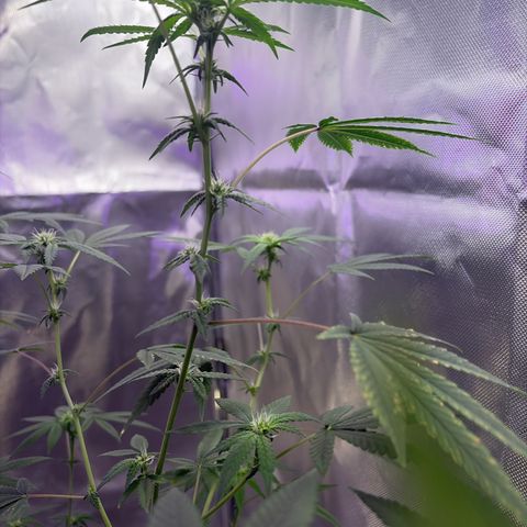 Sundea Driver  #1 growlog photo:  Tomorrow I have to feed him. They are in the Fourth week of Bloom.